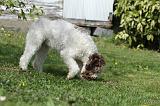 LAGOTTO CAVAGE 005
